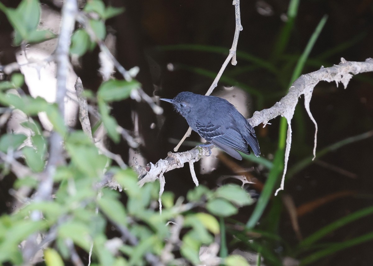 Black-chinned Antbird - ML613907952