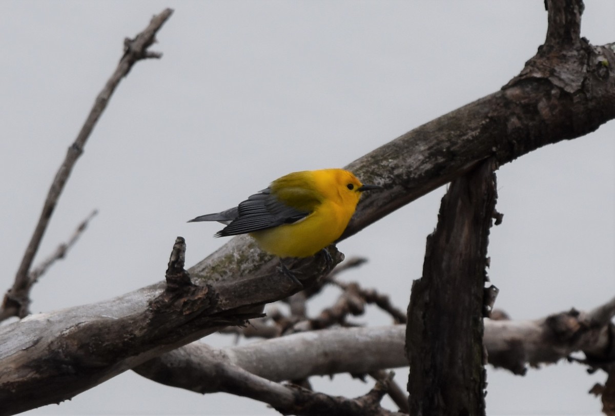 Prothonotary Warbler - ML613908050