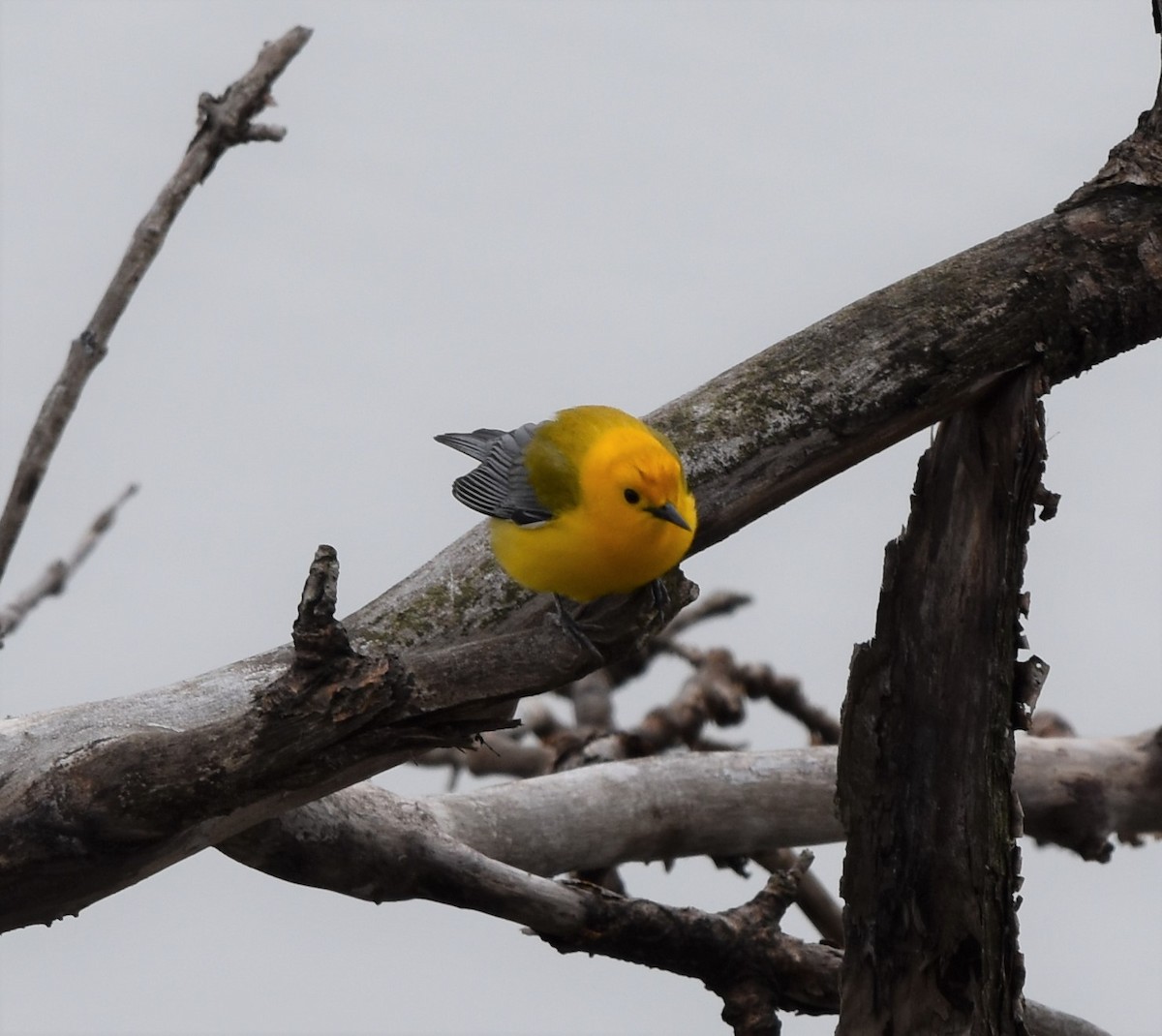 Prothonotary Warbler - ML613908051