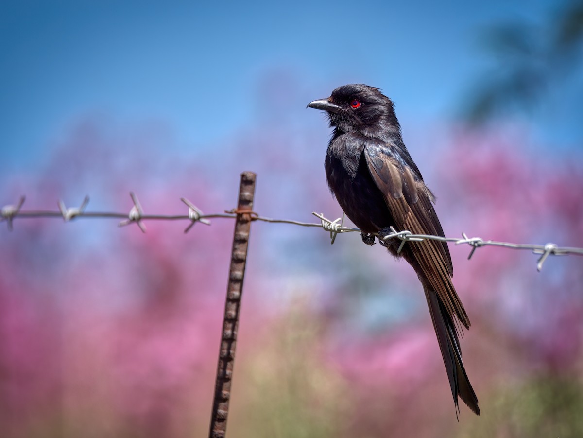 Fork-tailed Drongo - ML613908167