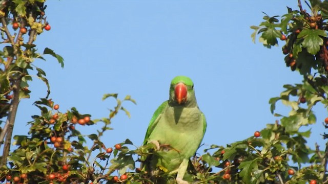 Папужець індійський - ML613908184