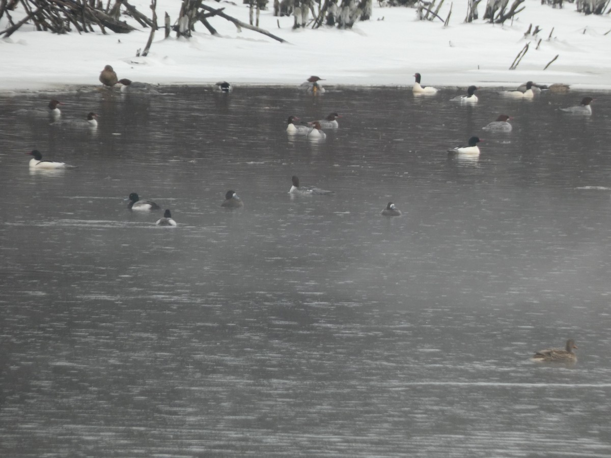 Greater Scaup - ML613908322
