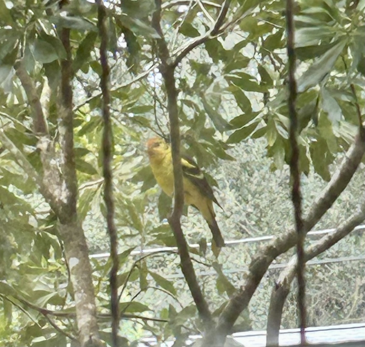 Western Tanager - ML613908341