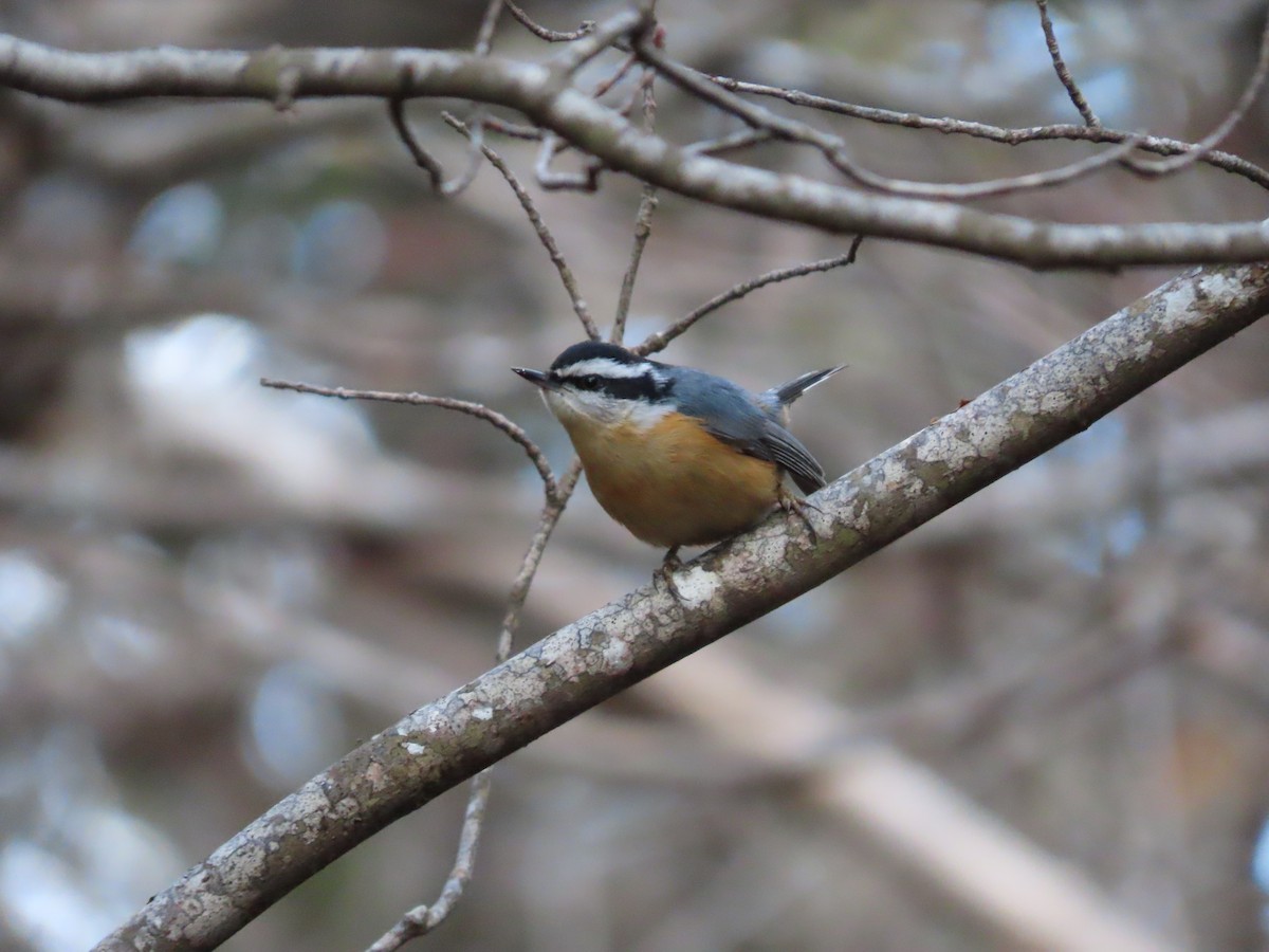 Red-breasted Nuthatch - ML613908472