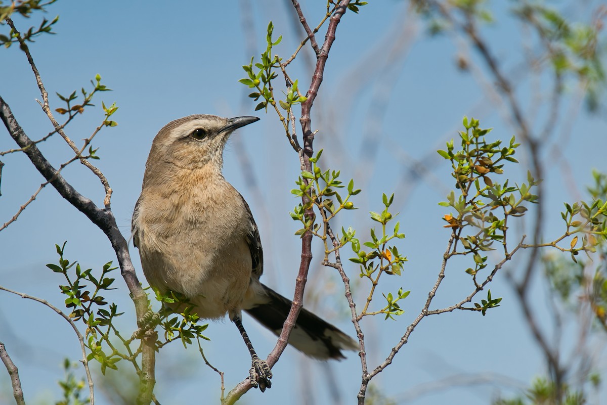 Patagonian Mockingbird - ML613908572