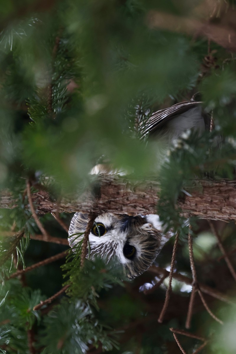 Ebird Checklist Jan The Holden Arboretum Kirtland Species