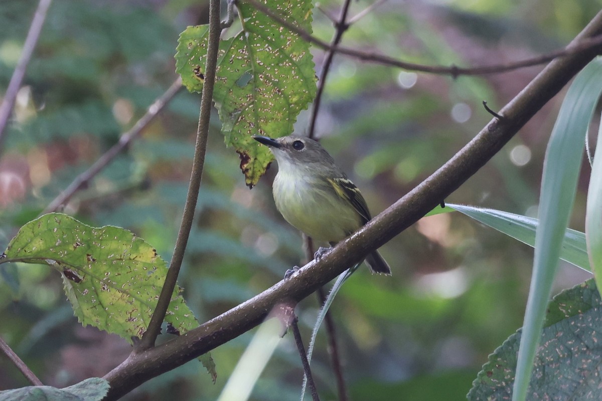 Smoky-fronted Tody-Flycatcher - ML613908773