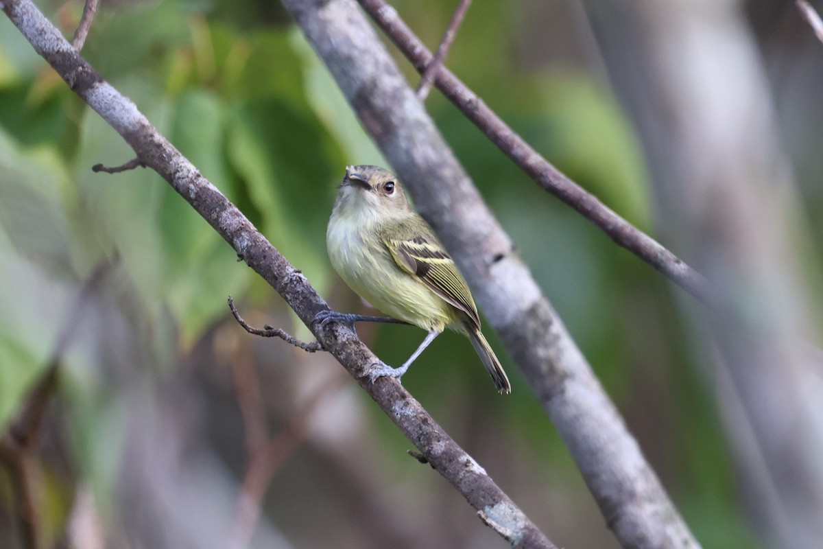 Smoky-fronted Tody-Flycatcher - Charles Davies