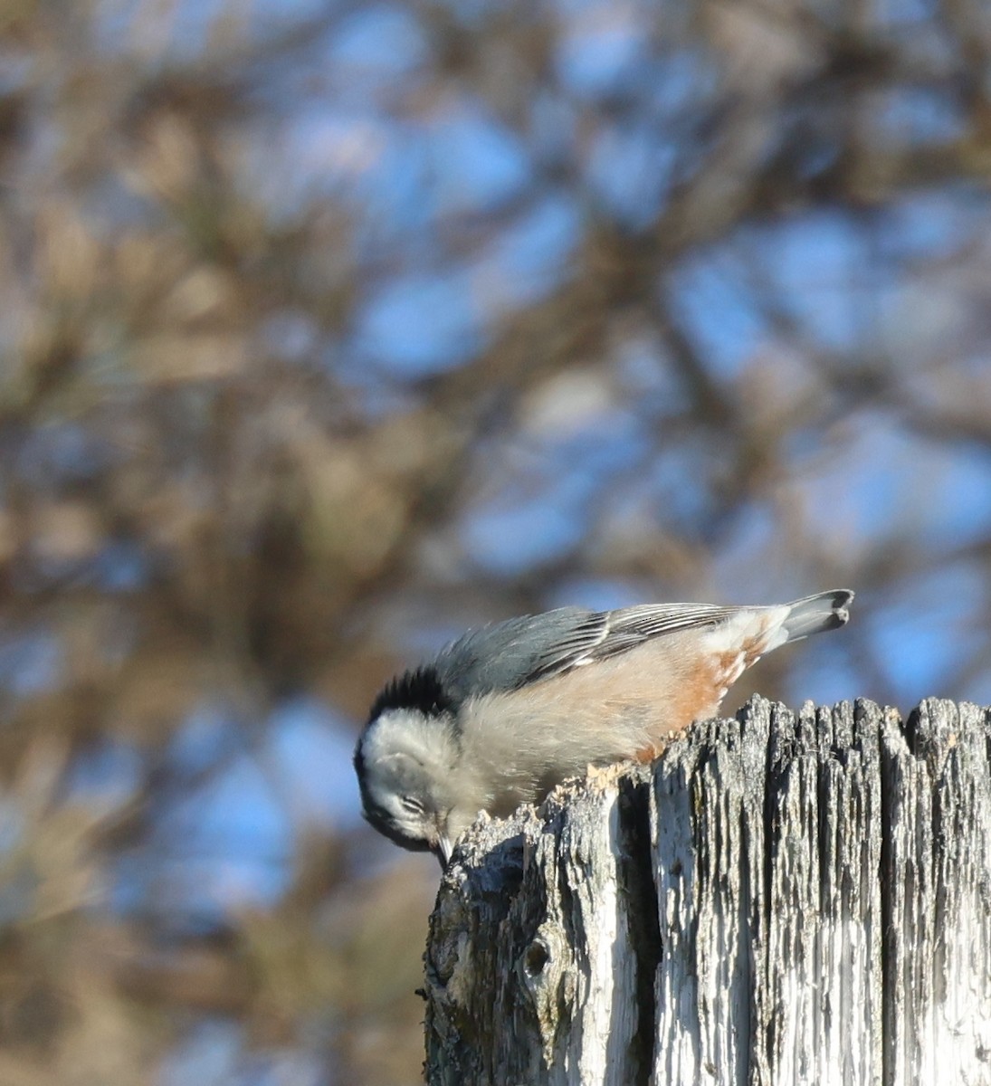 EBird Qu Bec Checklist 23 Jan 2024 Qu Bec Rue Des Labours 6 Species   1200