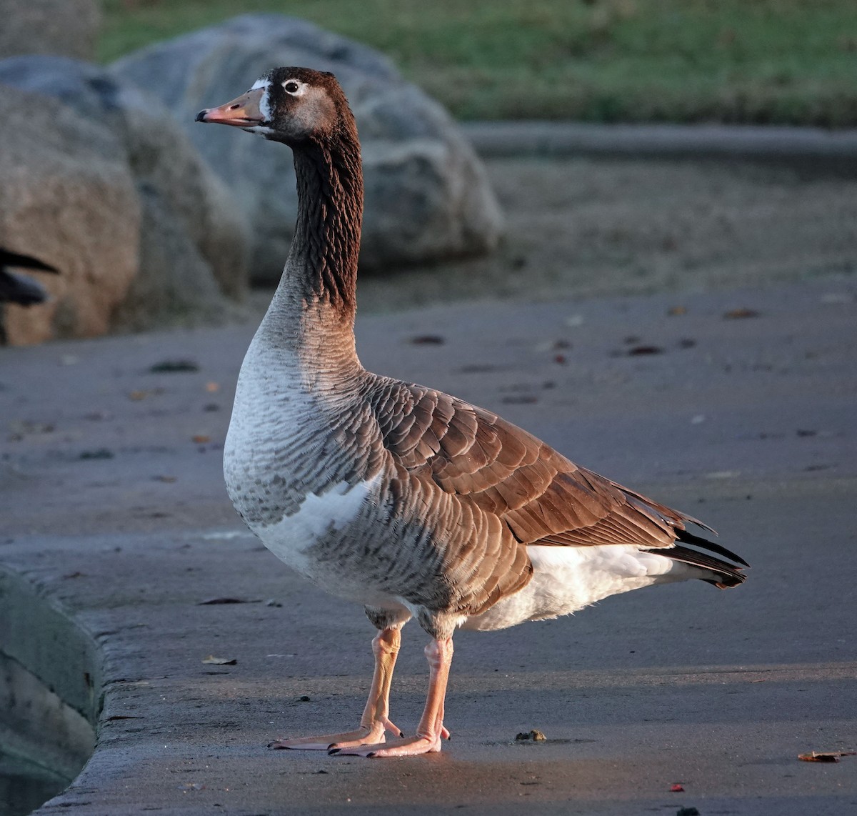 Domestic goose sp. (Domestic type) - ML613909279