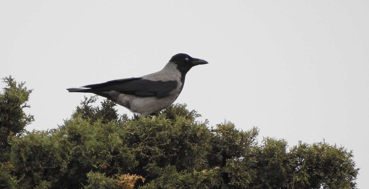 Hooded Crow - ML613909416