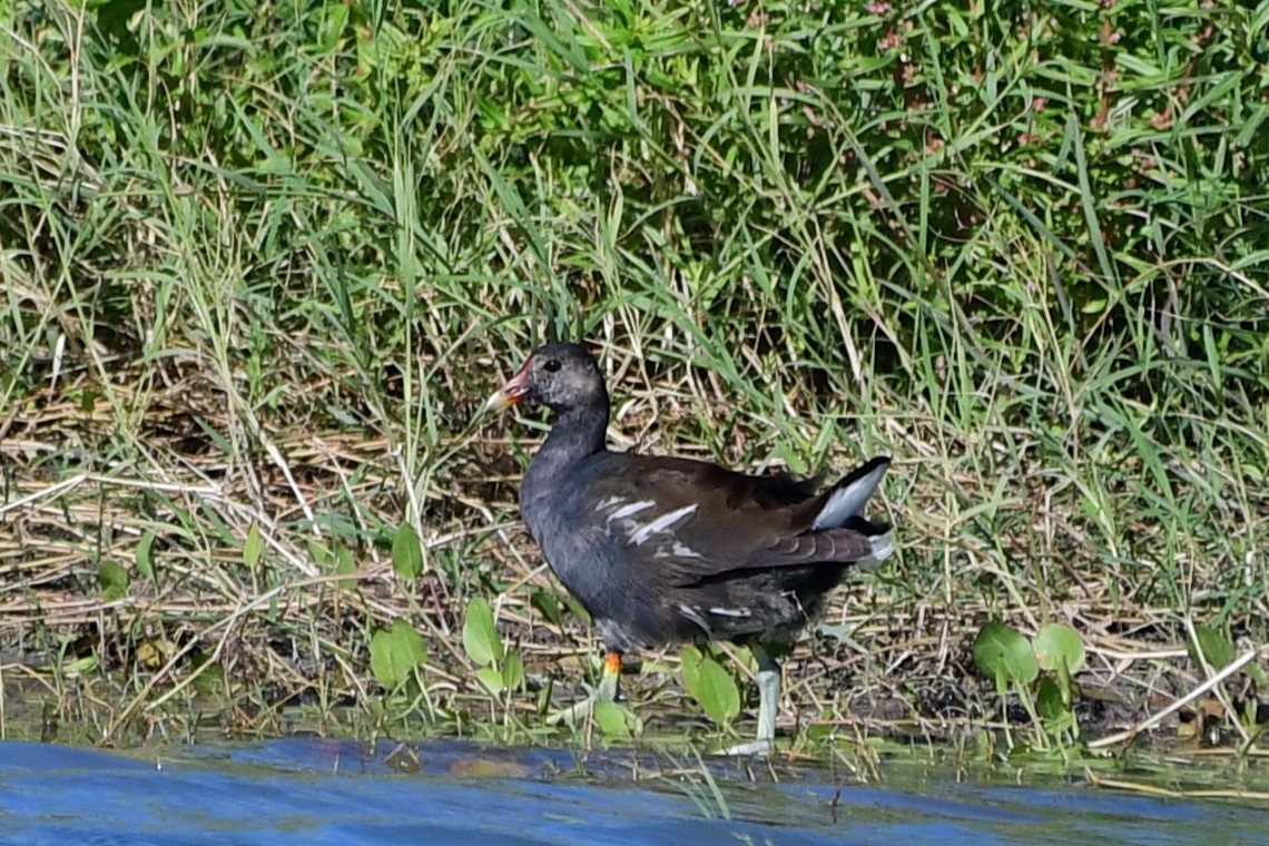 EBird Caribbean Checklist 22 Jan 2024 Bright Hall 19 Species   1200