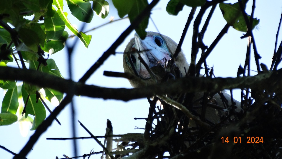 Red-footed Booby - ML613909832