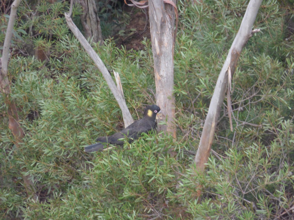 Yellow-tailed Black-Cockatoo - ML613909973