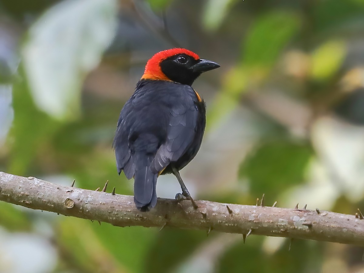Rachel's Malimbe - Malimbus racheliae - Birds of the World