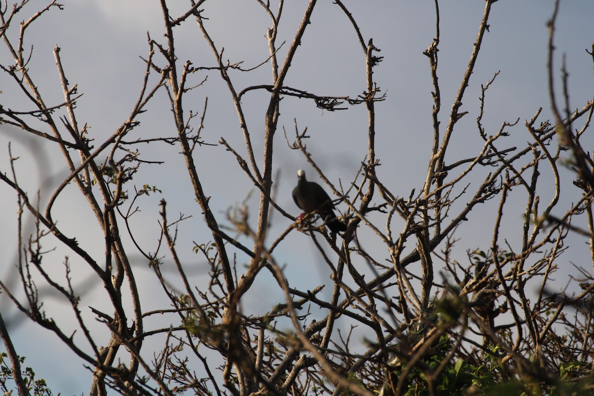 White-crowned Pigeon - ML613910060