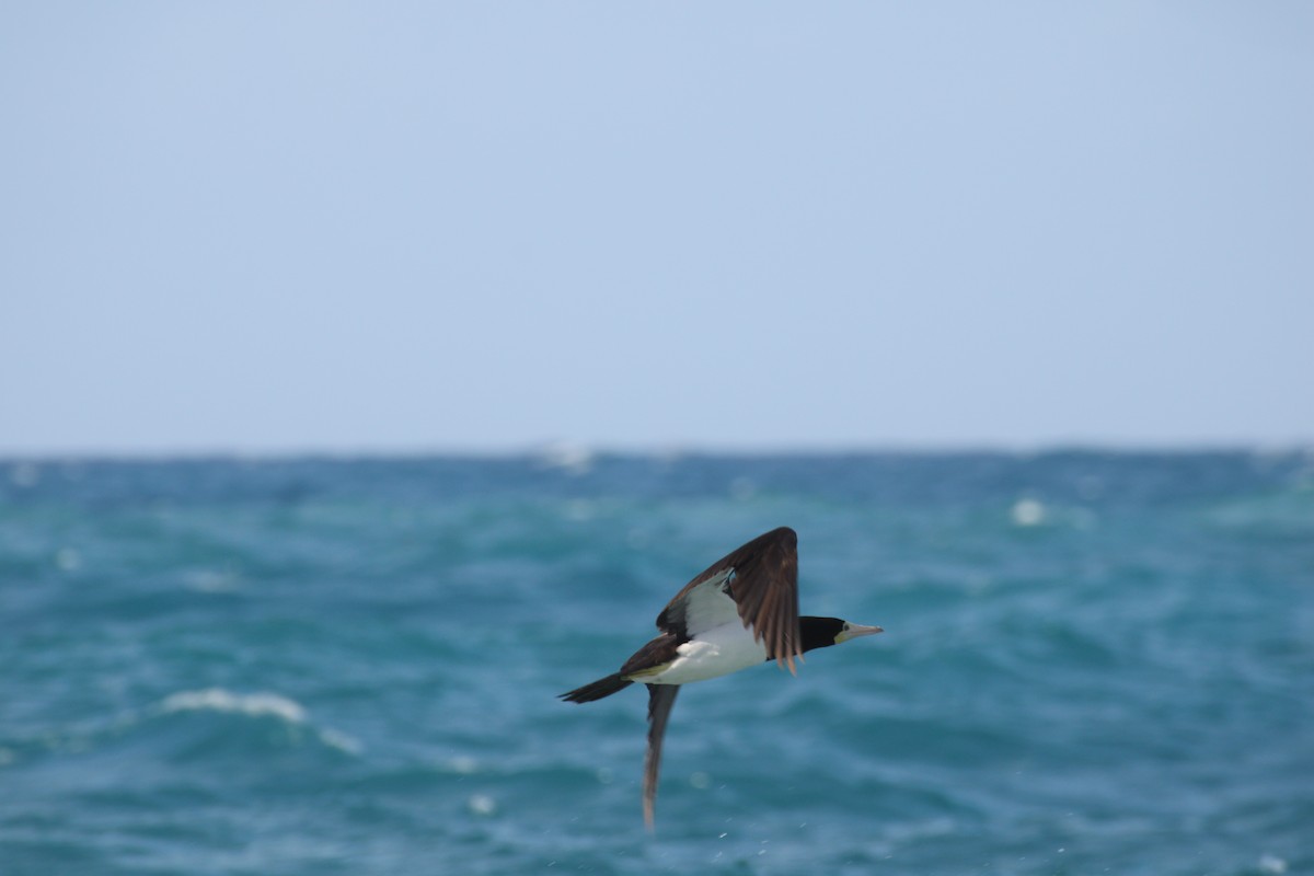 Brown Booby - ML613910076