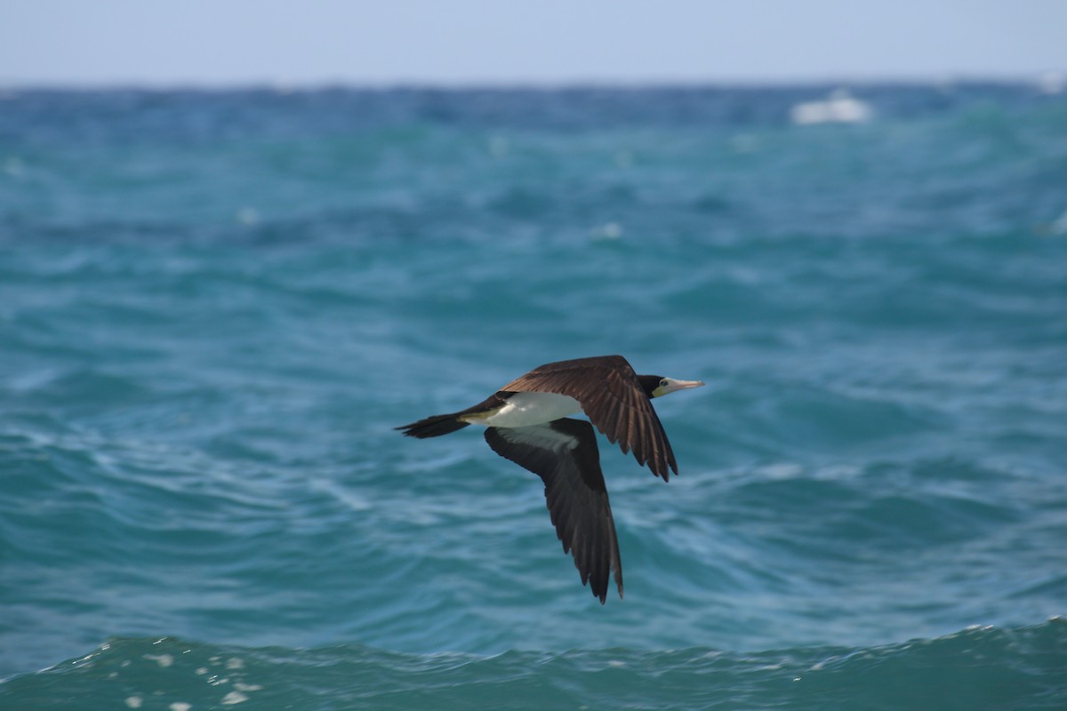 Brown Booby - ML613910077