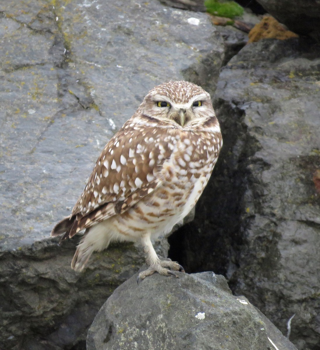 Burrowing Owl - David Nickerson