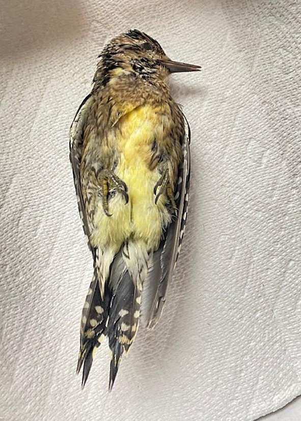 Yellow-bellied Sapsucker - Sparrow Claw