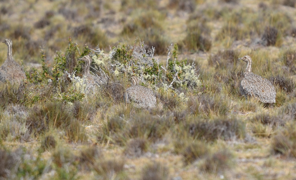 Patagonian Tinamou - ML613910277