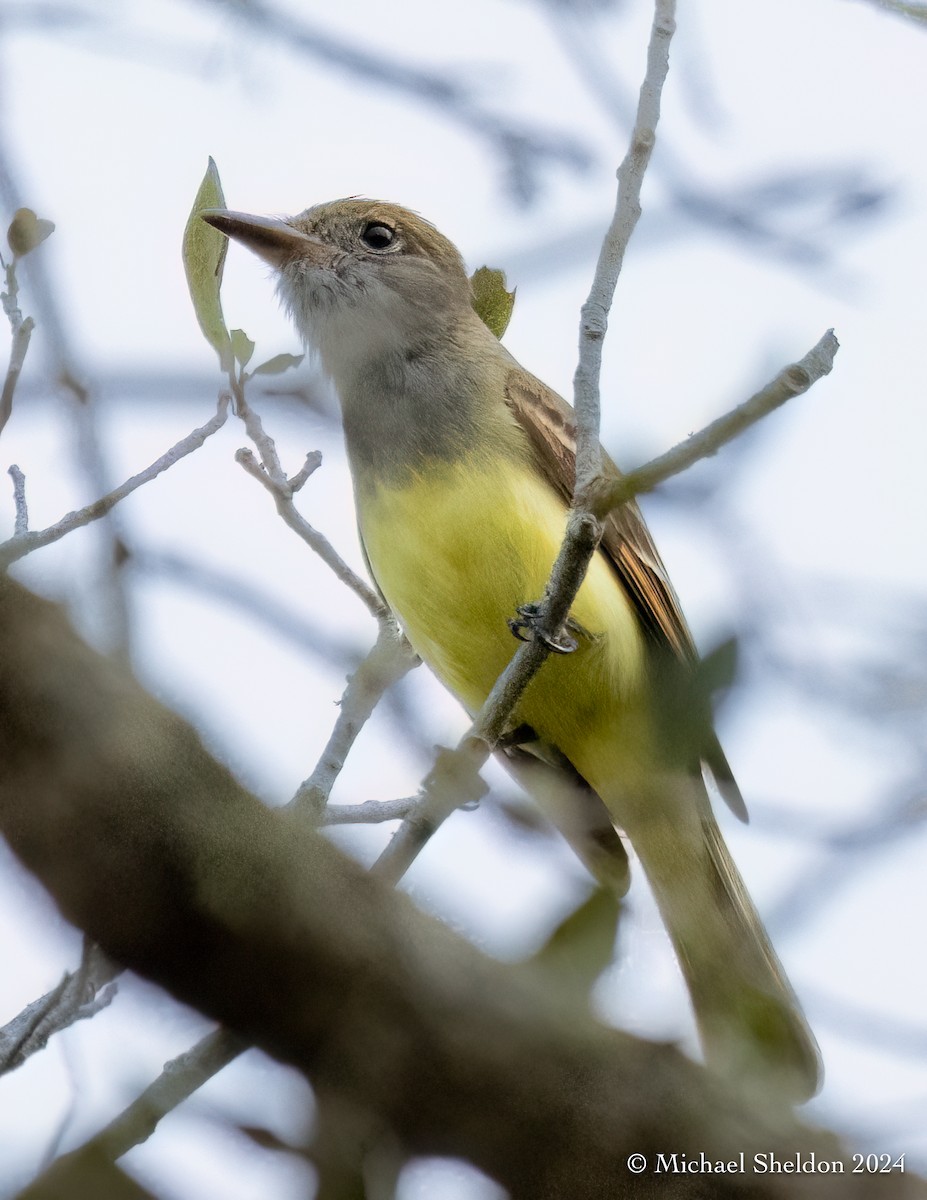 Great Crested Flycatcher - ML613910307