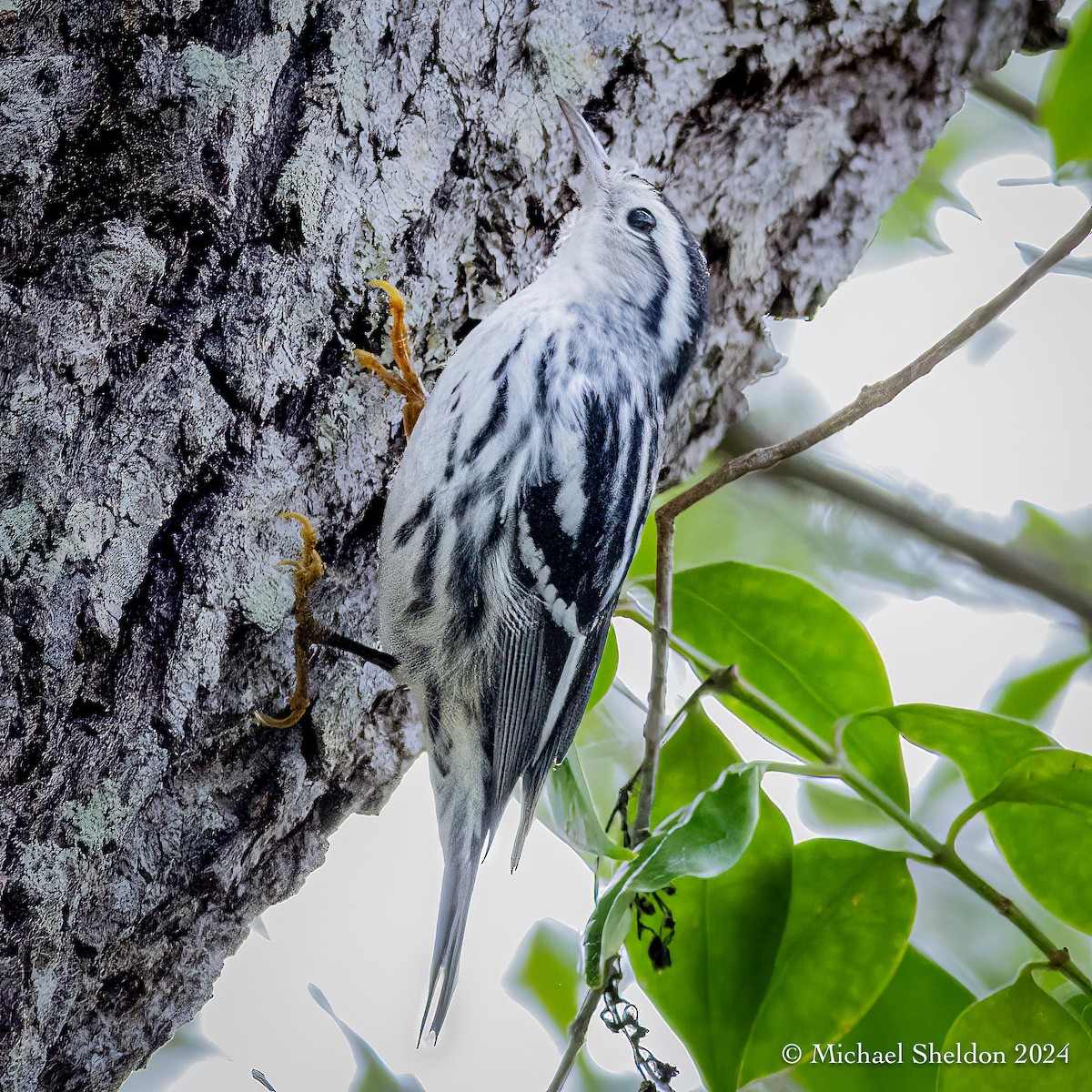 Black-and-white Warbler - ML613910325