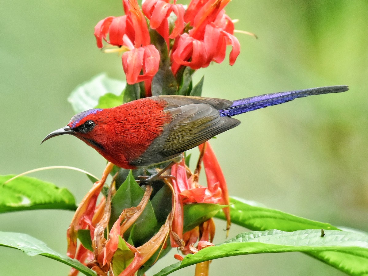 Javan Sunbird - eBird