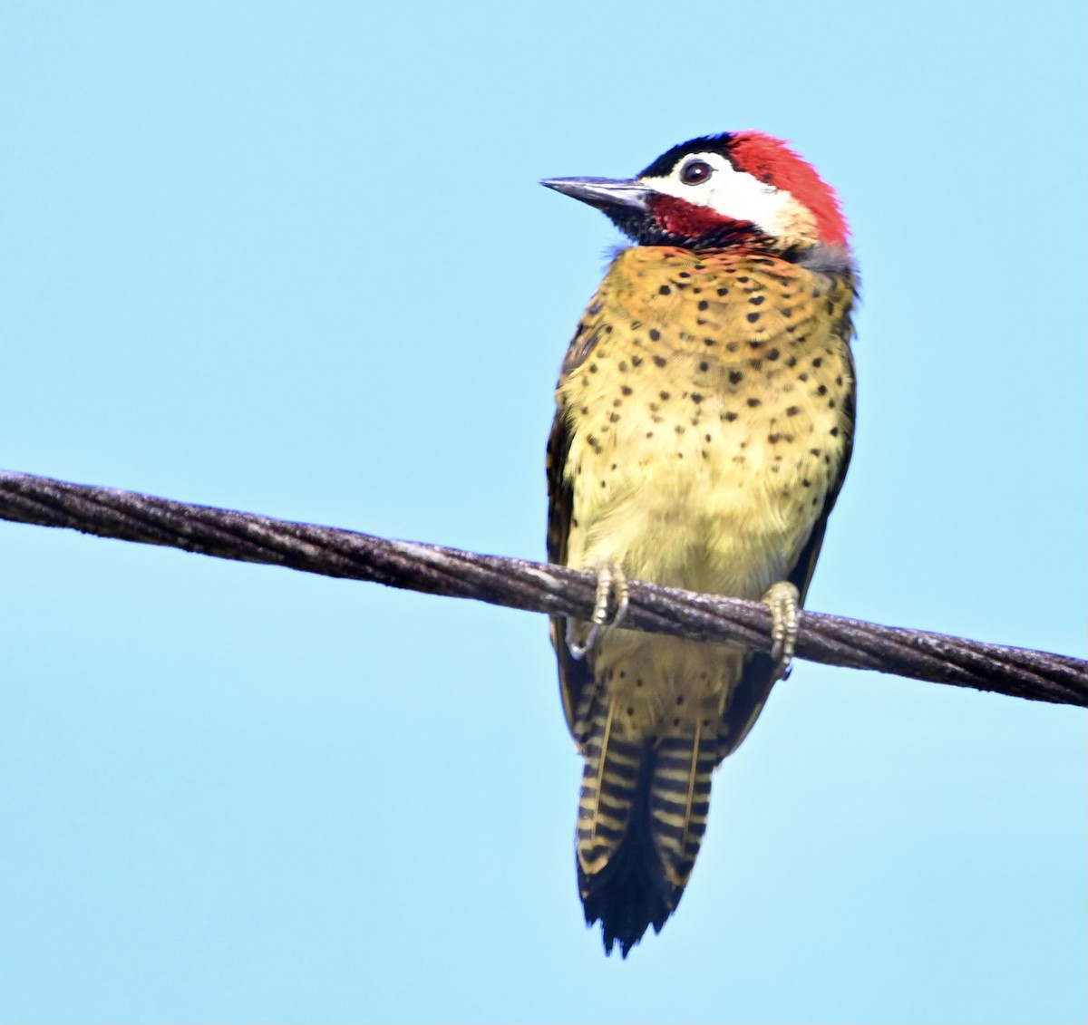 Spot-breasted Woodpecker - ML613910534