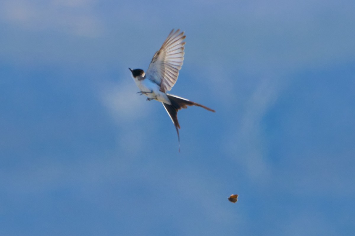 Fork-tailed Flycatcher - ML613910538