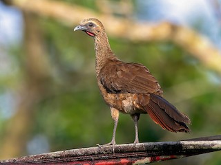  - Buff-browed Chachalaca