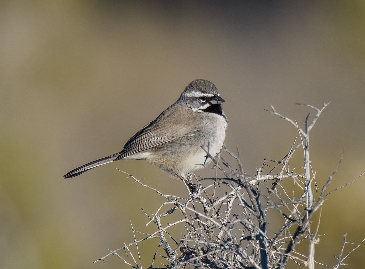 Black-throated Sparrow - ML613910633