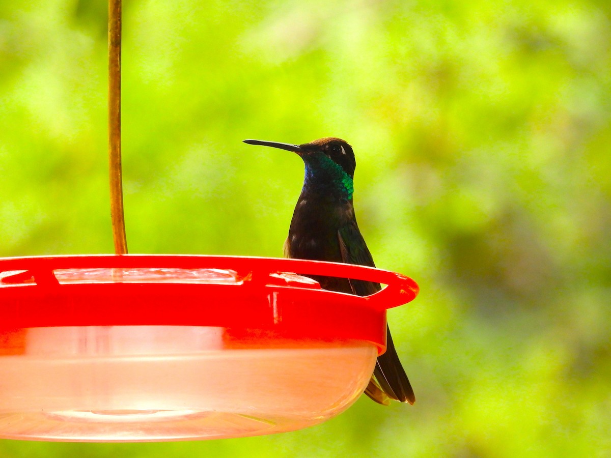 kolibřík skvostný - ML613911144