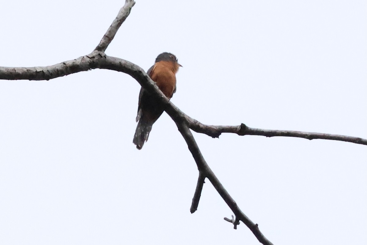 Chestnut-breasted Cuckoo - ML613911230