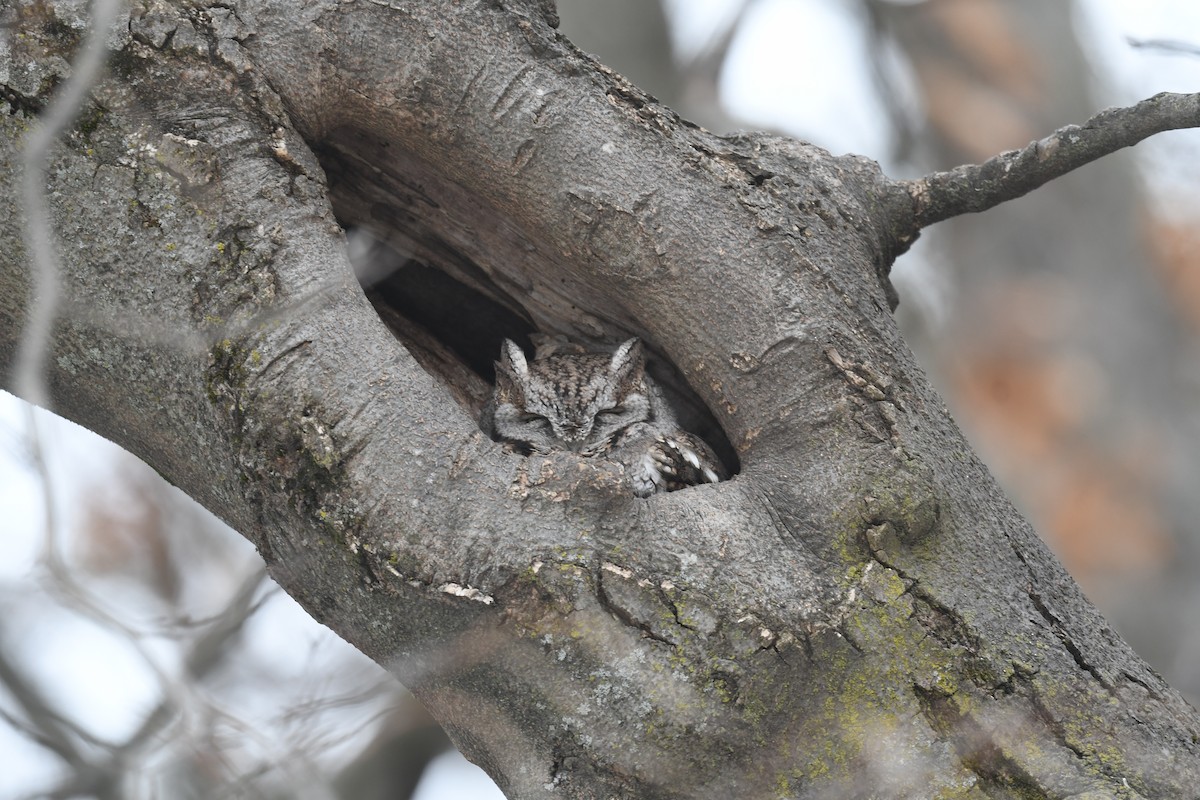 EBird Checklist 23 Jan 2024 Forest Hills Cemetery 23 Species   1200