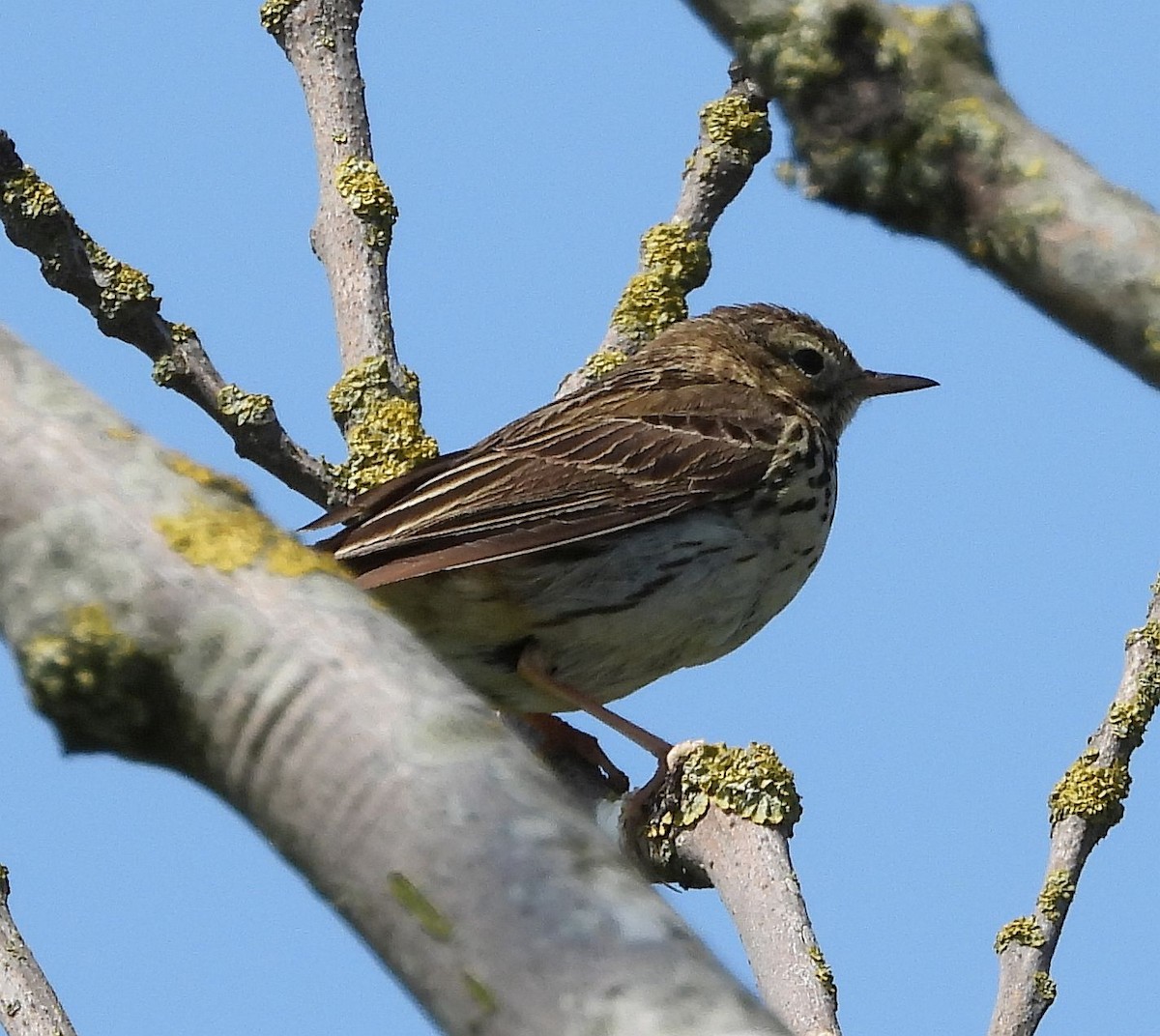 Meadow Pipit - ML613911817