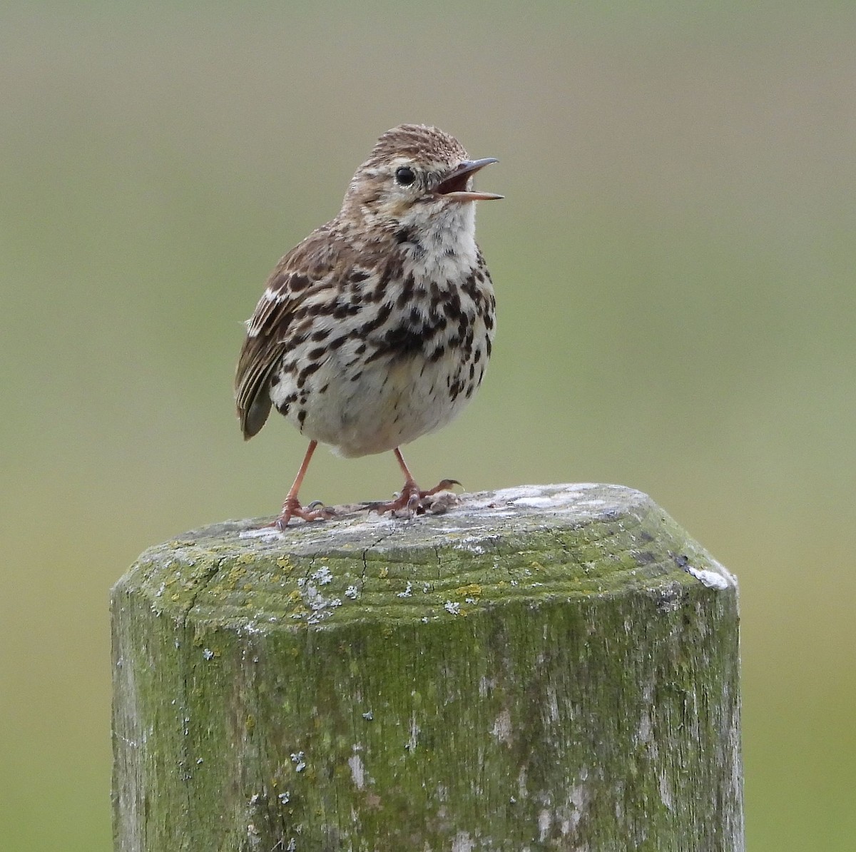 Meadow Pipit - ML613911911