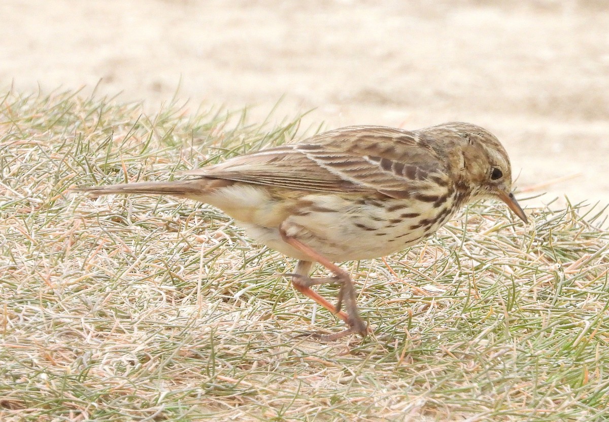 Meadow Pipit - ML613911912