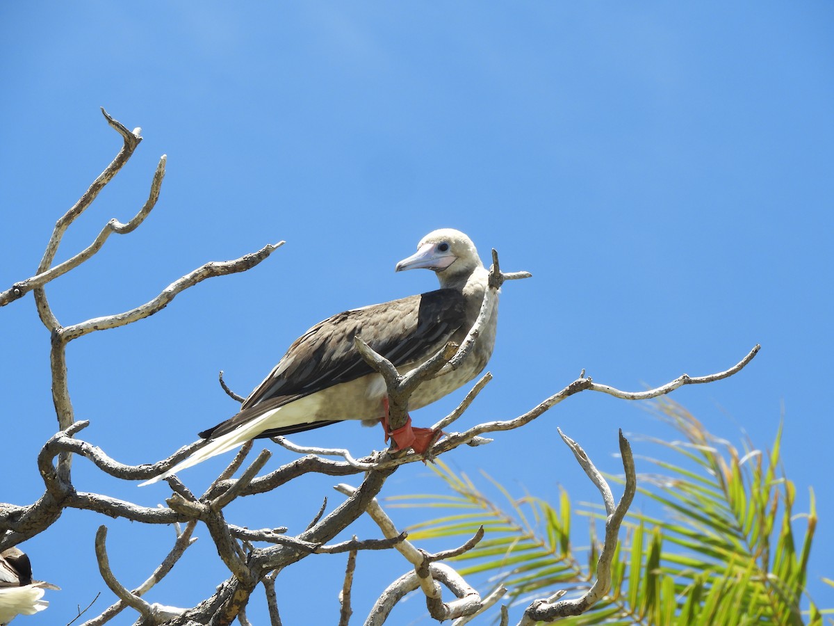 Red-footed Booby - Wendy Beers