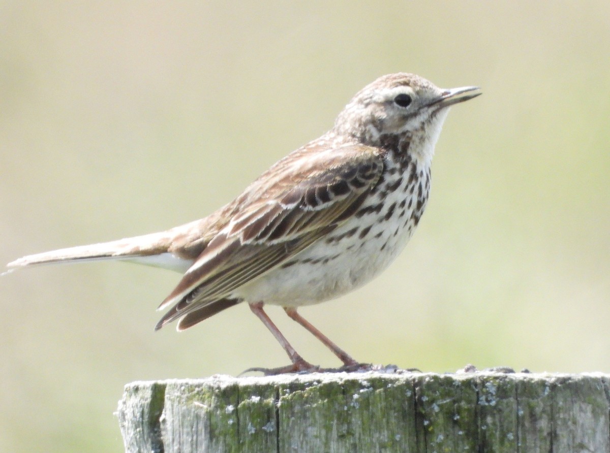 Meadow Pipit - ML613911976