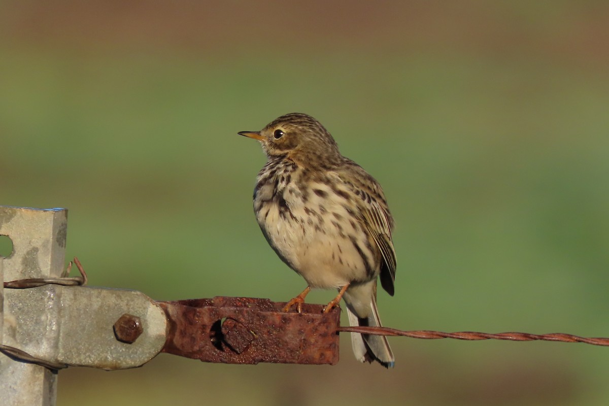 Meadow Pipit - ML613912254