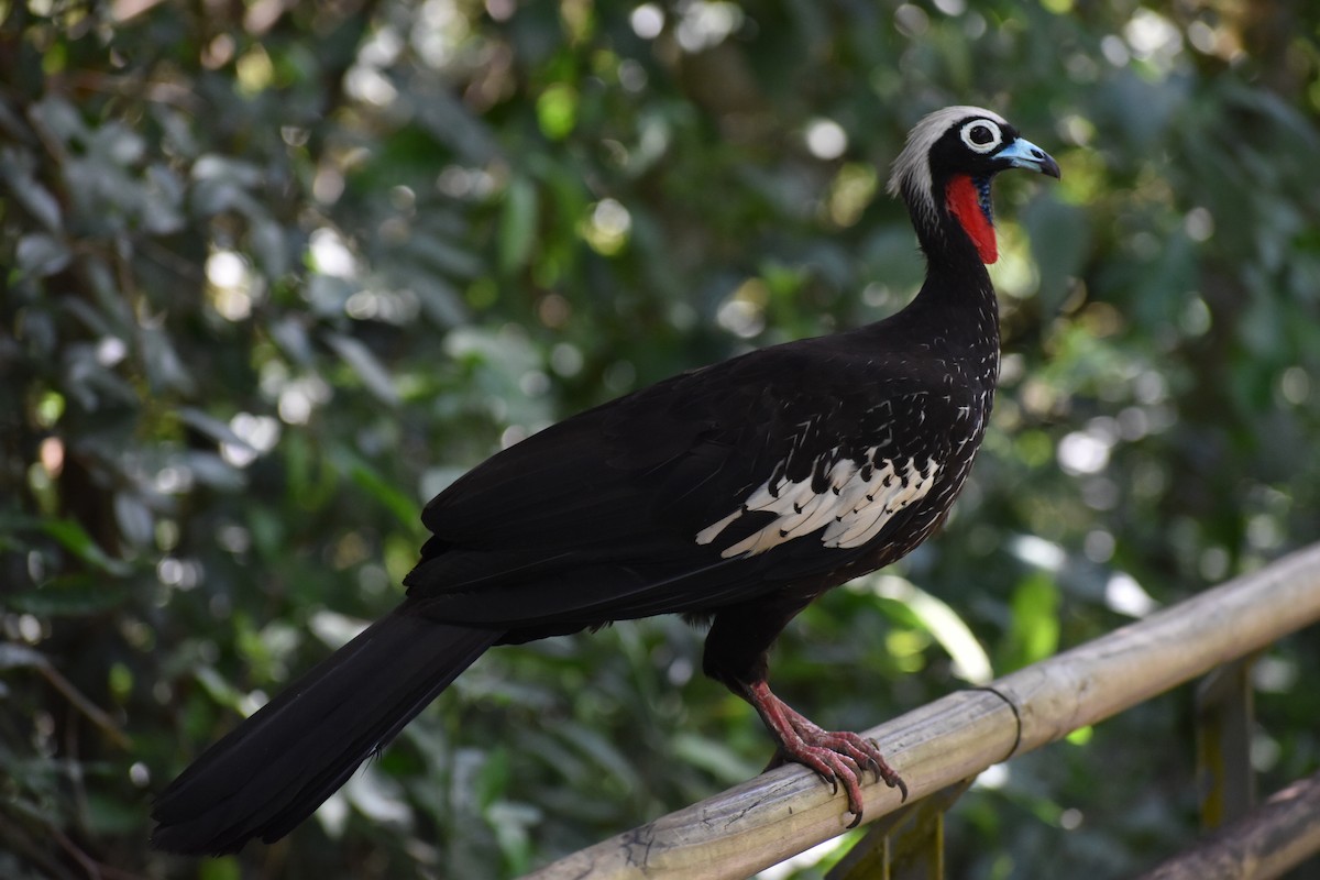 Black-fronted Piping-Guan - ML613912531