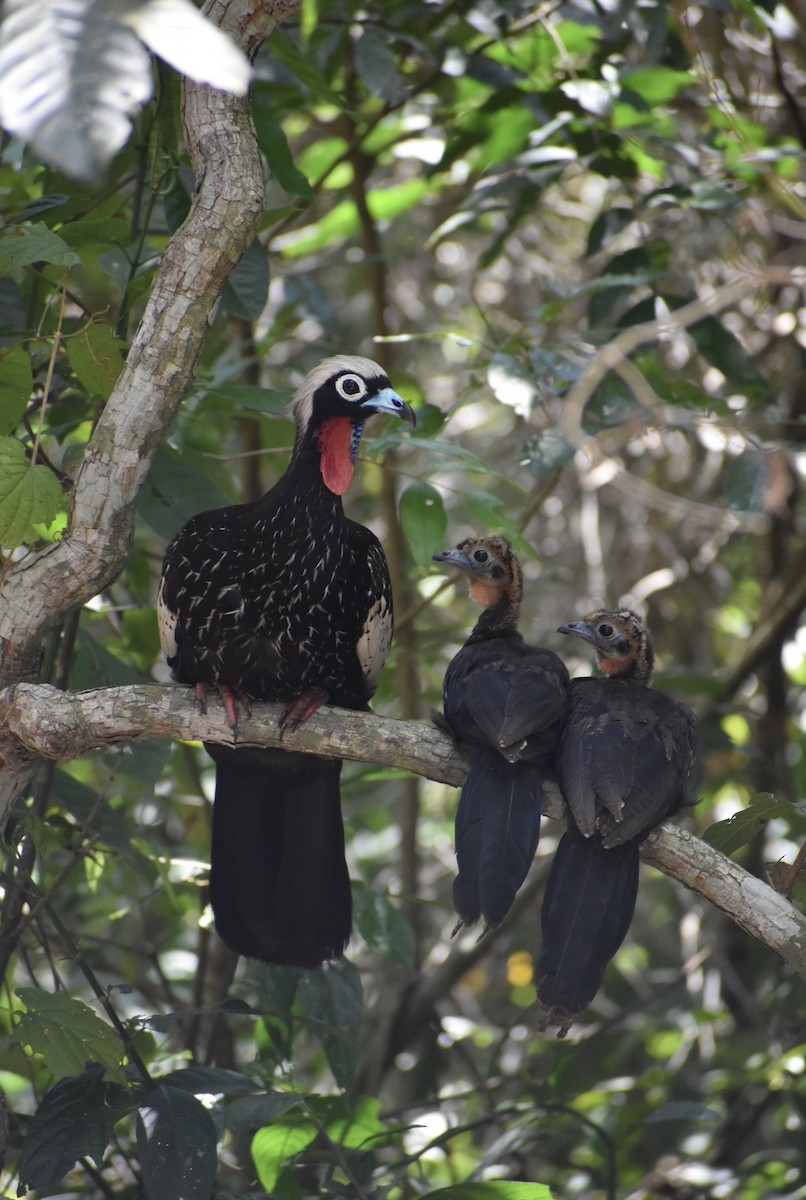Black-fronted Piping-Guan - ML613912567