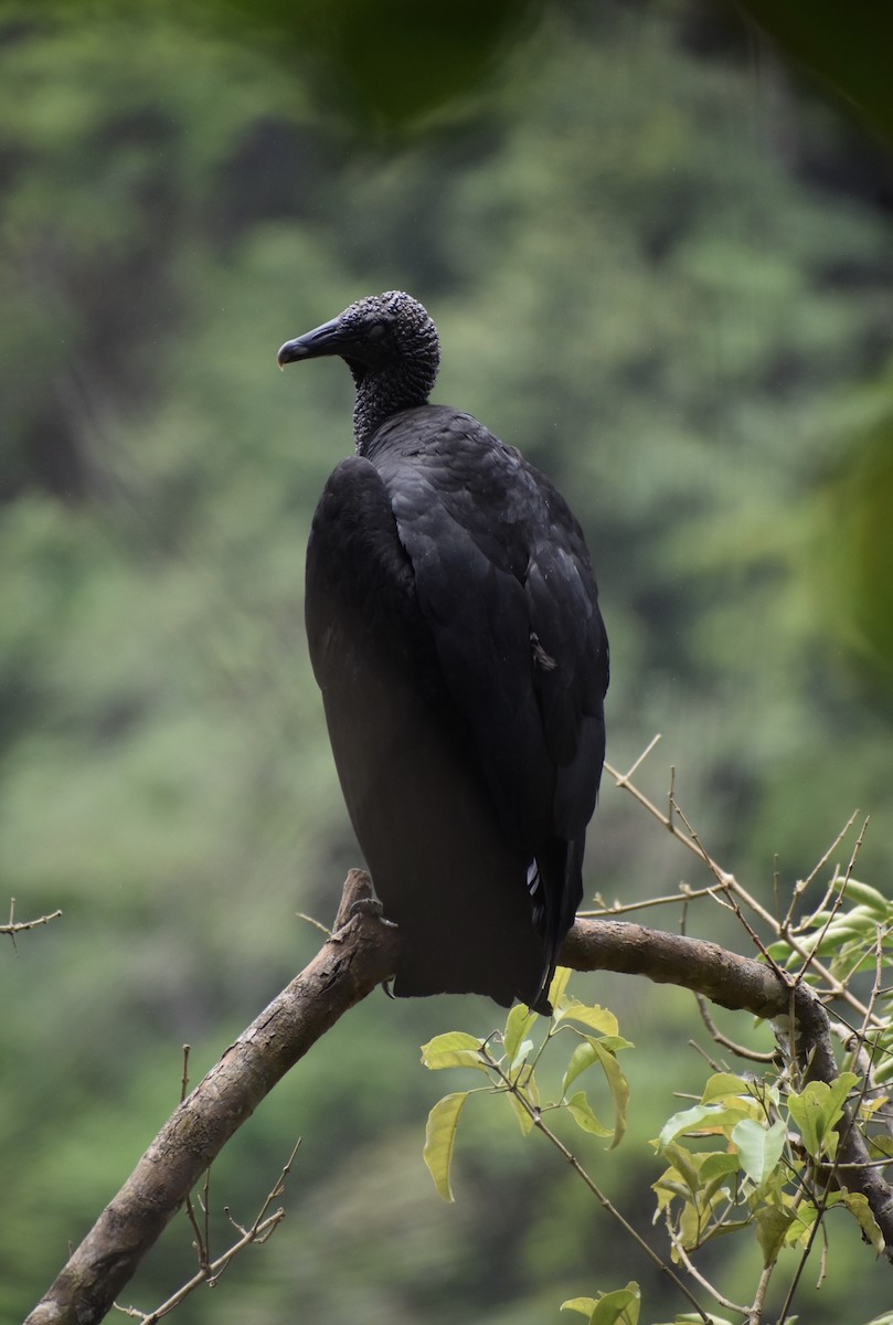 Black Vulture - Sierra and Calvin Tang