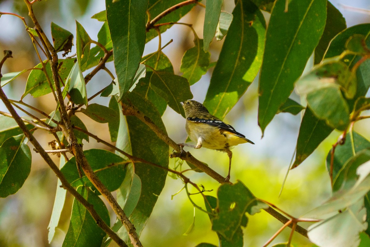 Spotted Pardalote - ML613912729