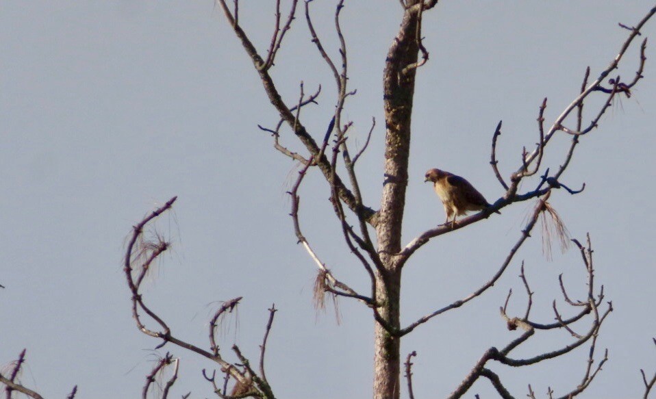 Red-tailed Hawk - ML613912916