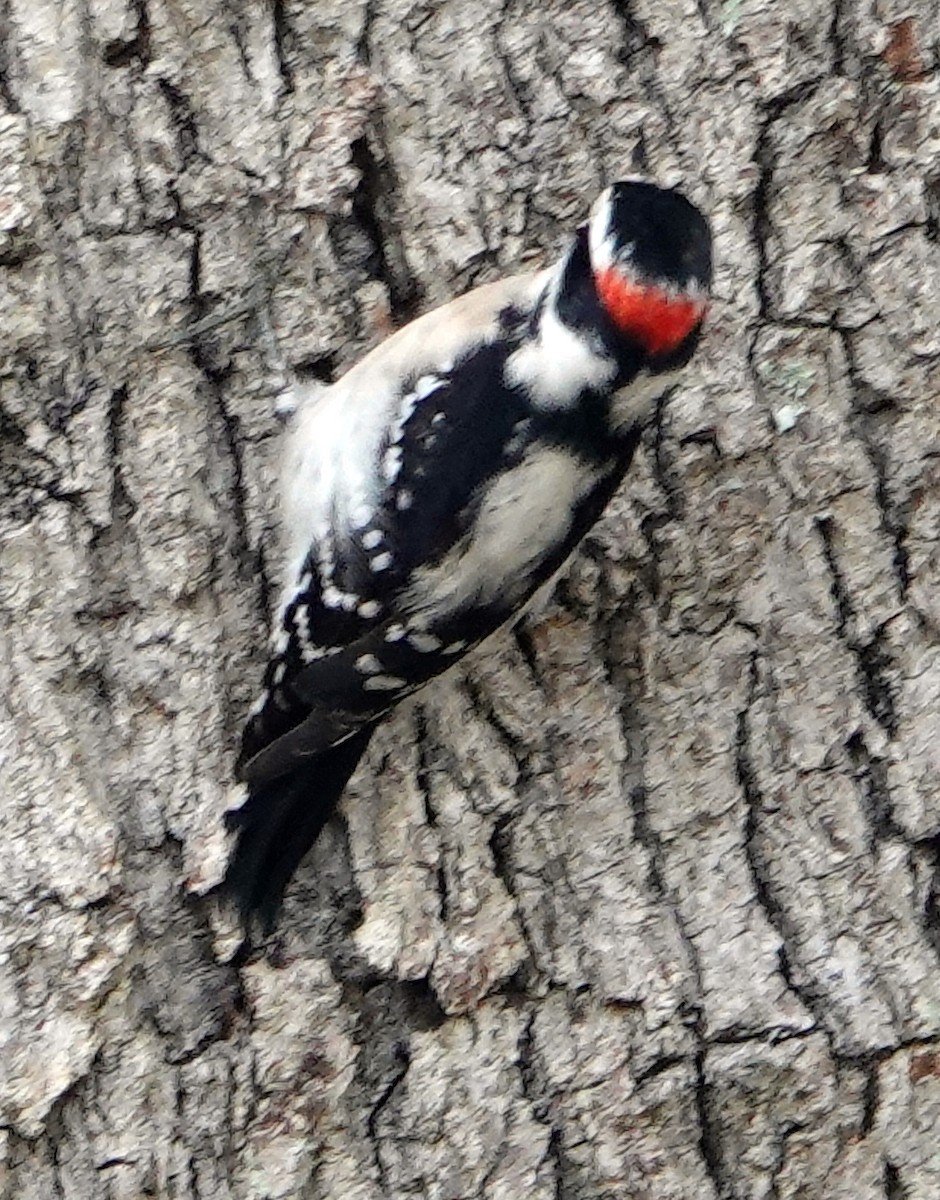 Downy Woodpecker - ML613913097