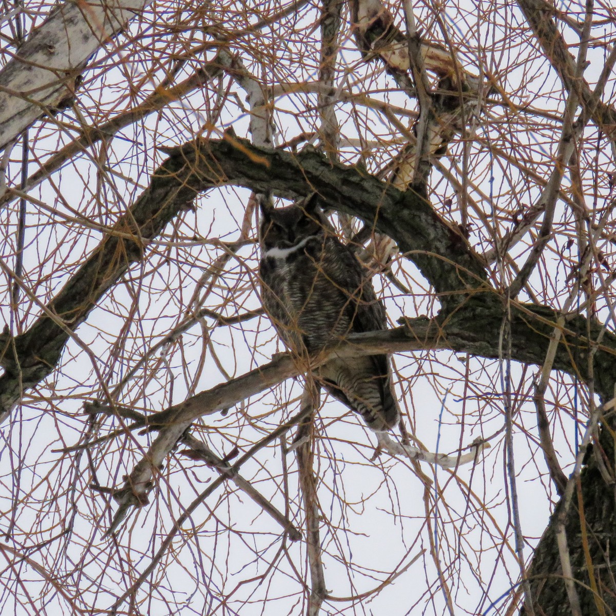 Great Horned Owl - ML613913213