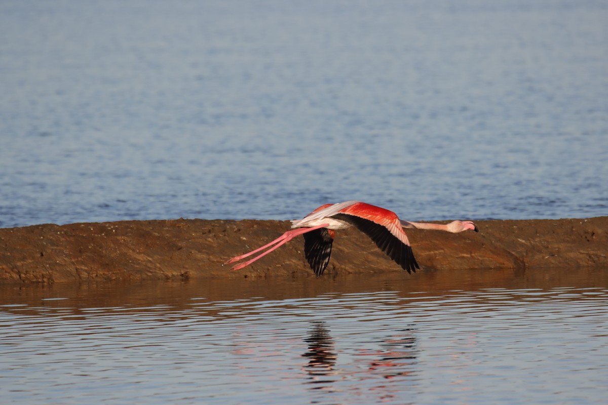 Greater Flamingo - ML613913425