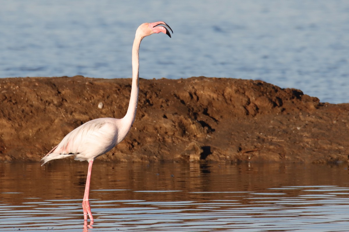 Greater Flamingo - ML613913426